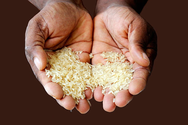 تصویر 4 از برنج طارم‌محلی نماد سلامت طبیعت سبز شمال